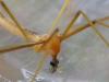 Pedicia littoralis